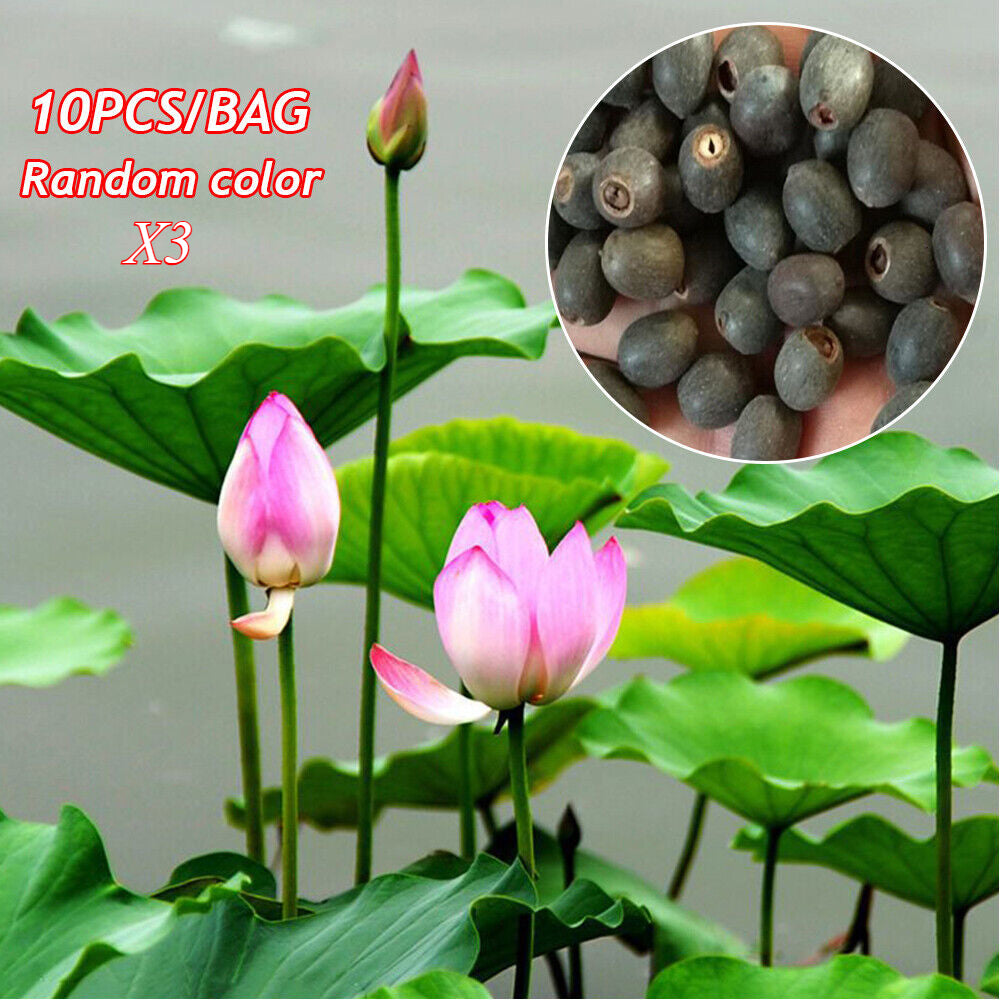 30 PCS Seeds Lotus Seeds Hydroponic Plants Water Lily Seeds Potted Plants