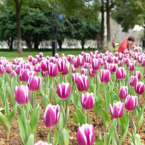 100Pcs Tulip Seeds  Perfume Decor Flower Bonsai Seeds Home Garden Potted Plants