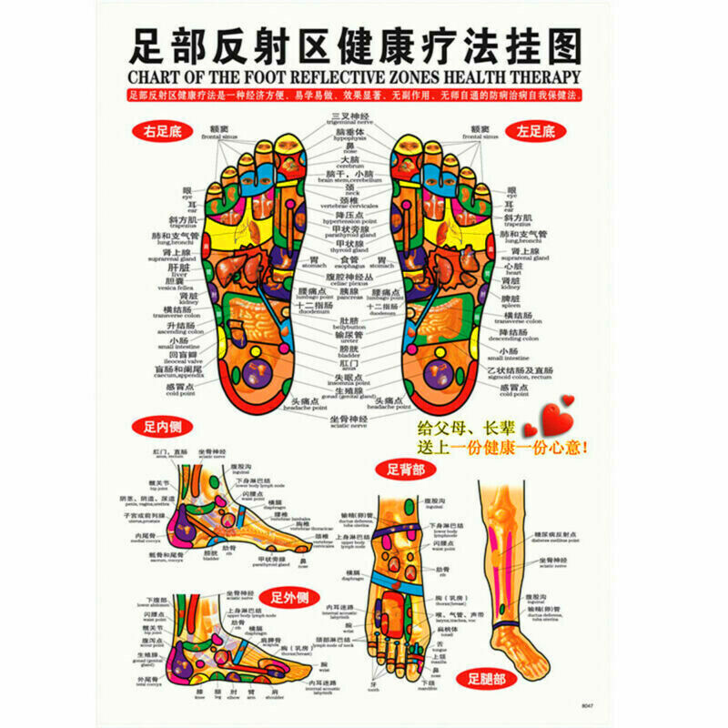 Whole body English Acupuncture Meridian Acupressure Points Poster Chart Wall Map