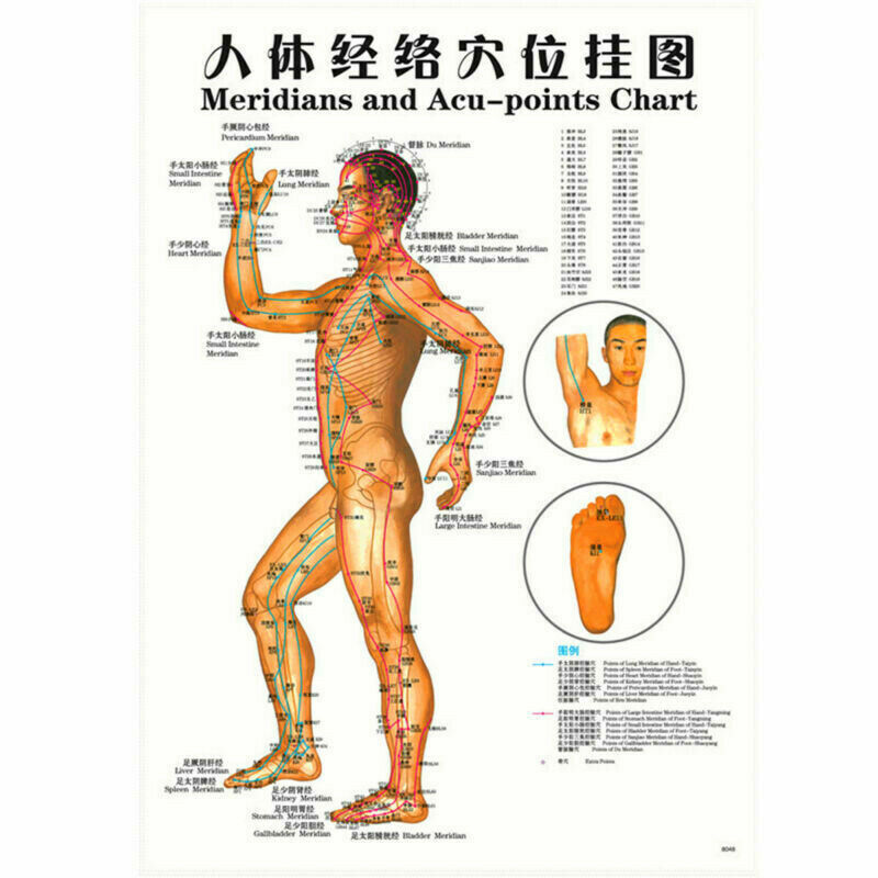 Whole body English Acupuncture Meridian Acupressure Points Poster Chart Wall Map