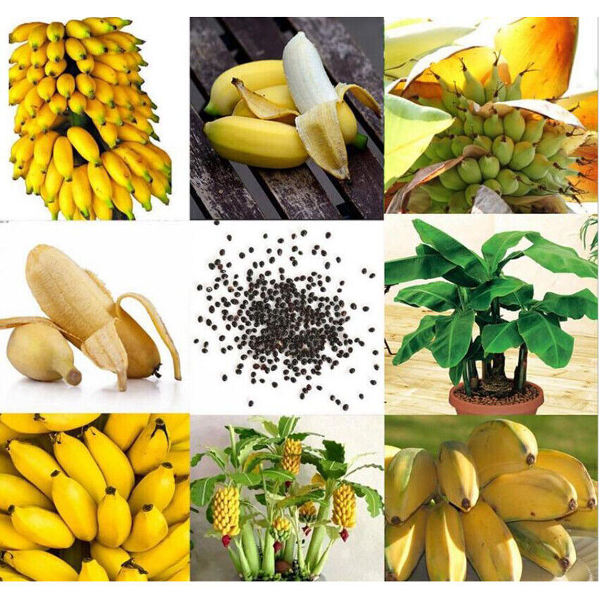 100Pcs/set Dwarf Banana Tree Seeds Mini Bonsai Plant Exotic Rare Fruits Garden