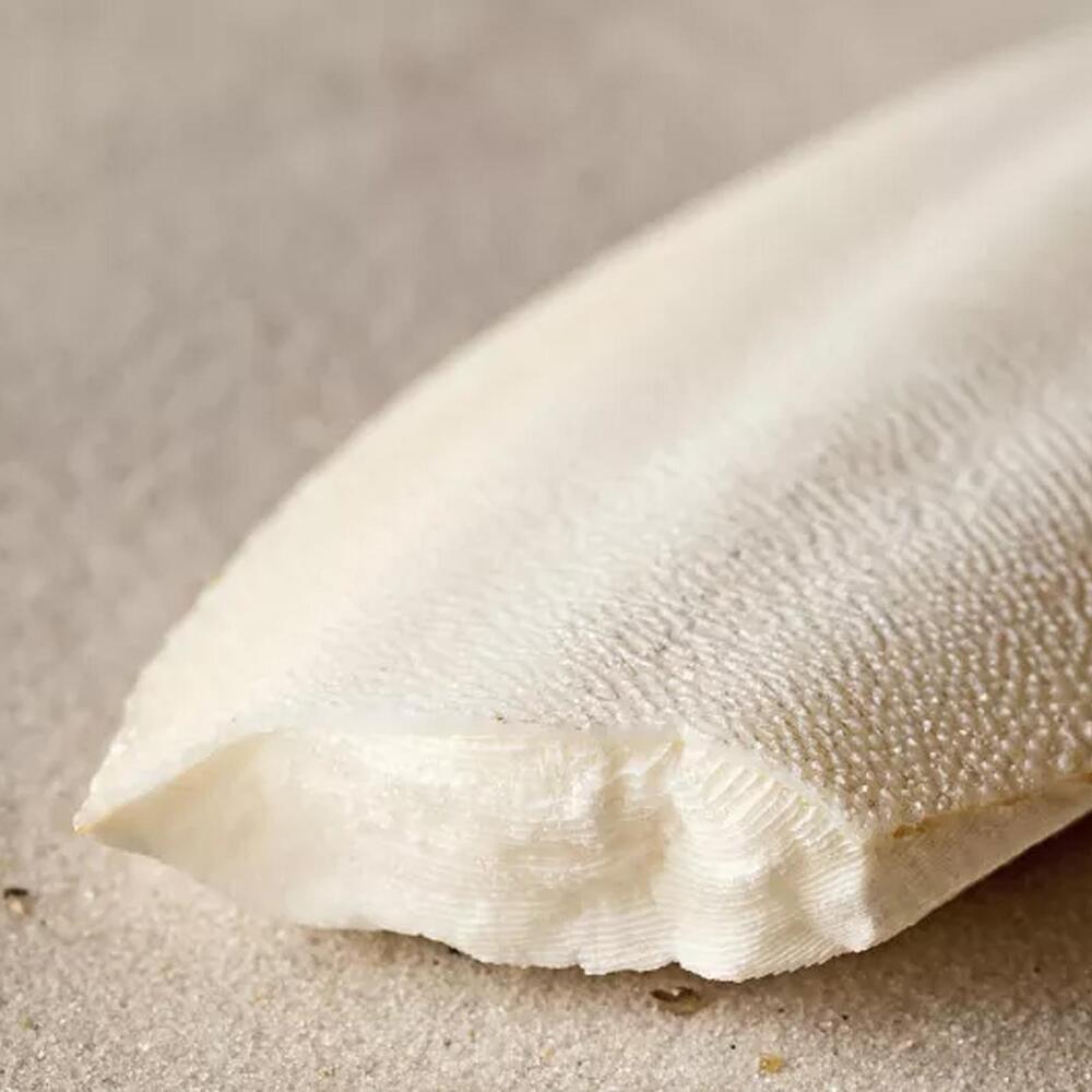 1 bag Cuttlebone Cuttlefish Bone Sepia Cuttle Fish Food Pickstone Bird S4O6