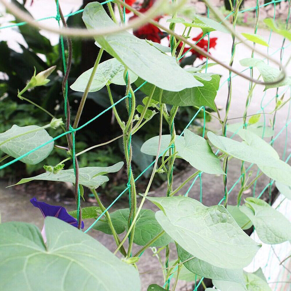 NEW Climbing Rattan Net Ornaments Plant Support Net Heat-resistance for Grapes B