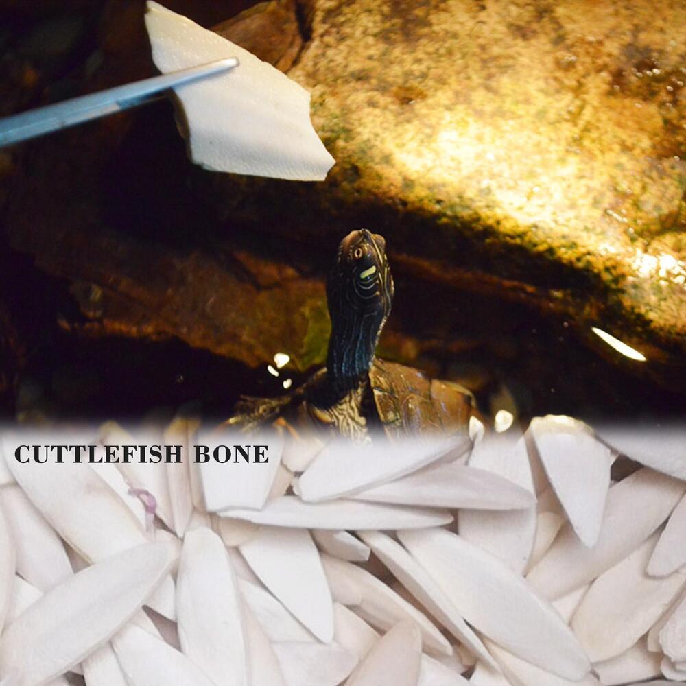 1 bag Cuttlebone Cuttlefish Bone Sepia Cuttle Fish Food Pickstone Bird S4O6