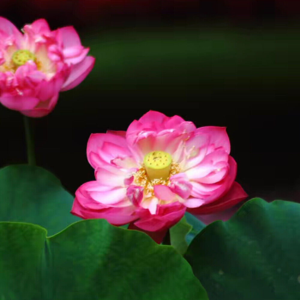 30 PCS Seeds Lotus Seeds Hydroponic Plants Water Lily Seeds Potted Plants