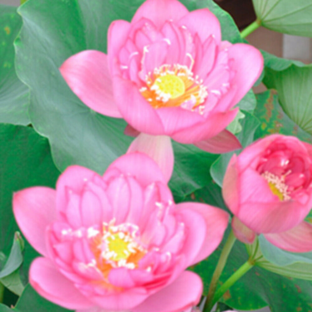 30 PCS Seeds Lotus Seeds Hydroponic Plants Water Lily Seeds Potted Plants