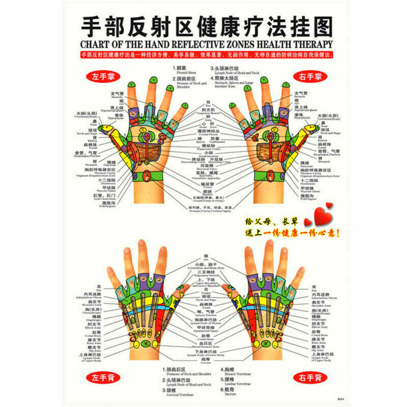 Whole body English Acupuncture Meridian Acupressure Points Poster Chart Wall Map