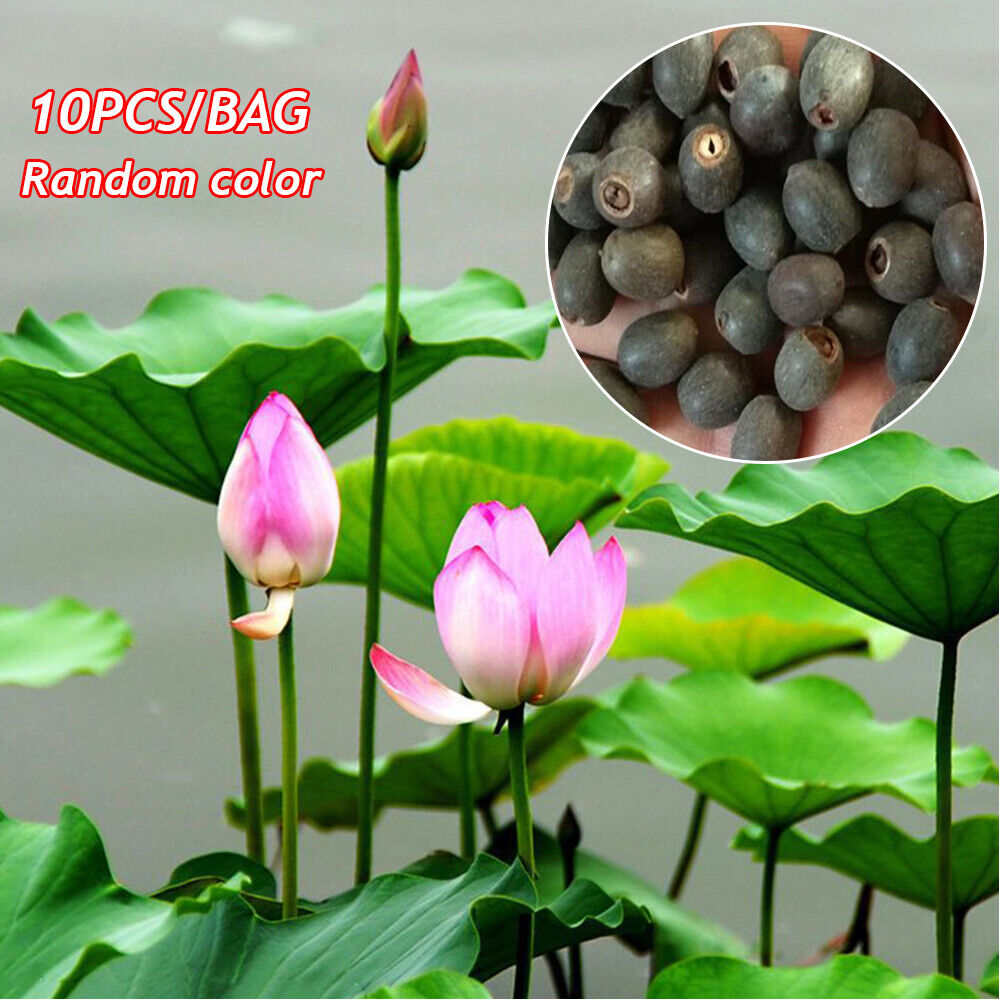 10 Purple Potted Lotus Flower Seeds Gorgeous Nelumbo Aquatic Plants Water Lily