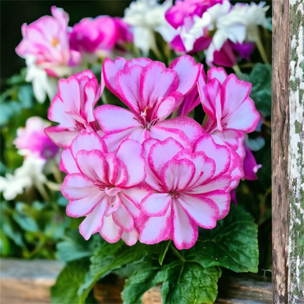 100PCS Orange Geranium Seeds Pink White Edge Geranium Seeds Garden Flower Seeds