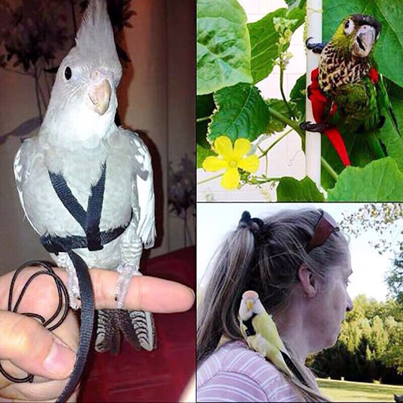 Pet Parrot Bird Harness Lead Leash Flying Training Rope Cockatiel Outdoor