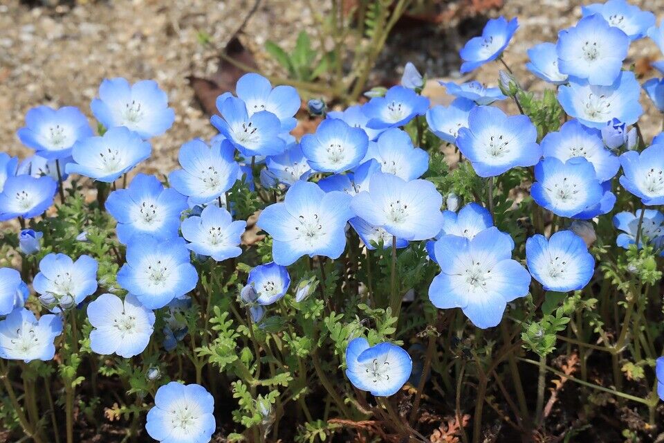 NEMOPHILA Baby Blue Eyes 150+ seeds rockery cottage garden pots hanging baskets