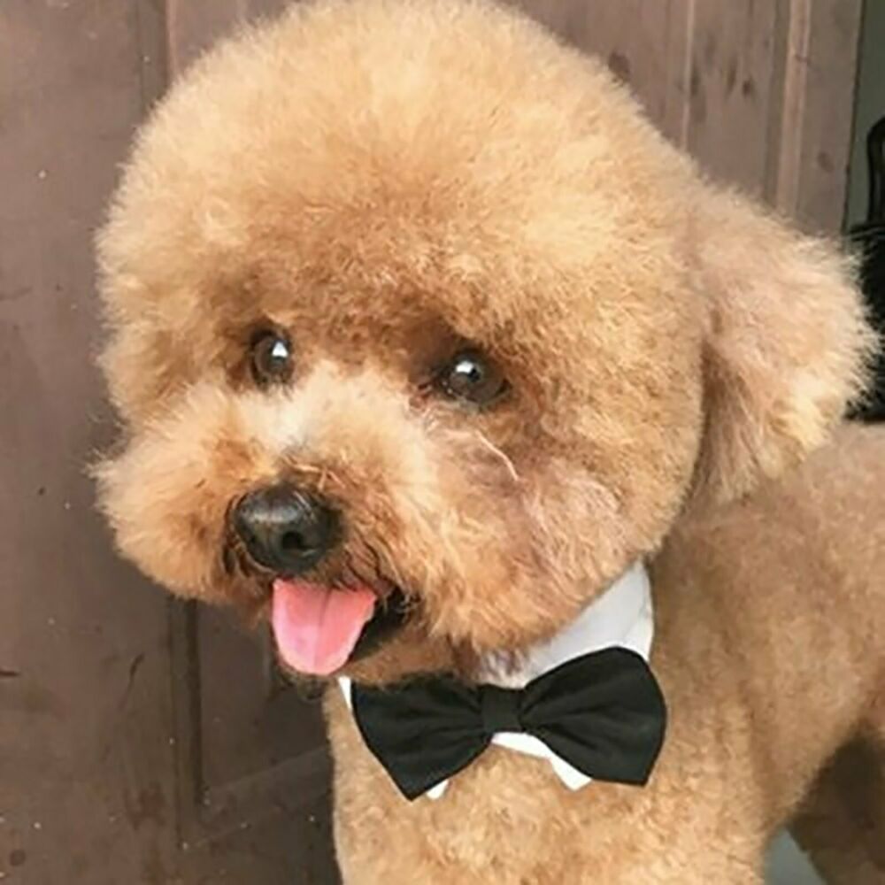 Pet Dog Cat Pet Bowtie Collar Necktie Neck tie Wedding Tuxedo Bow Tie Party