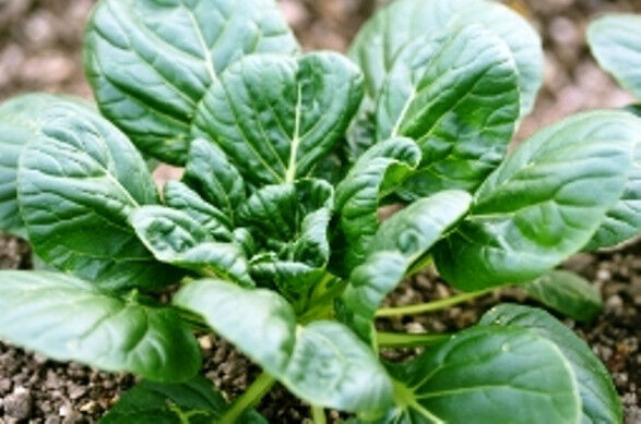 TATSOI 150 seeds vegetable garden easy Asian salad green winter autumn pots leaf