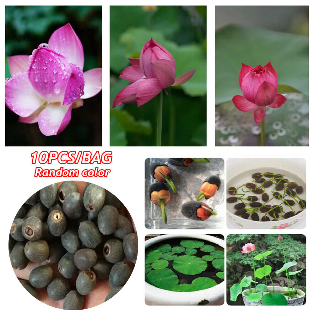 30 PCS Seeds Lotus Seeds Hydroponic Plants Water Lily Seeds Potted Plants