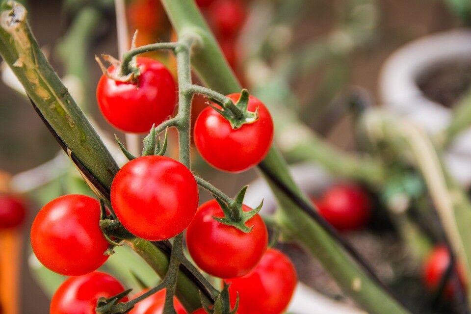 TOMATO 'Cherry Cocktail' 30+ seeds tiny fruit sweet vegetable garden cherry mini