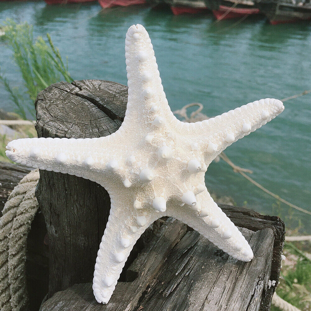 10Pcs Dried Starfish Beach Craft Wedding Party Home Decor Hanging Ornaments