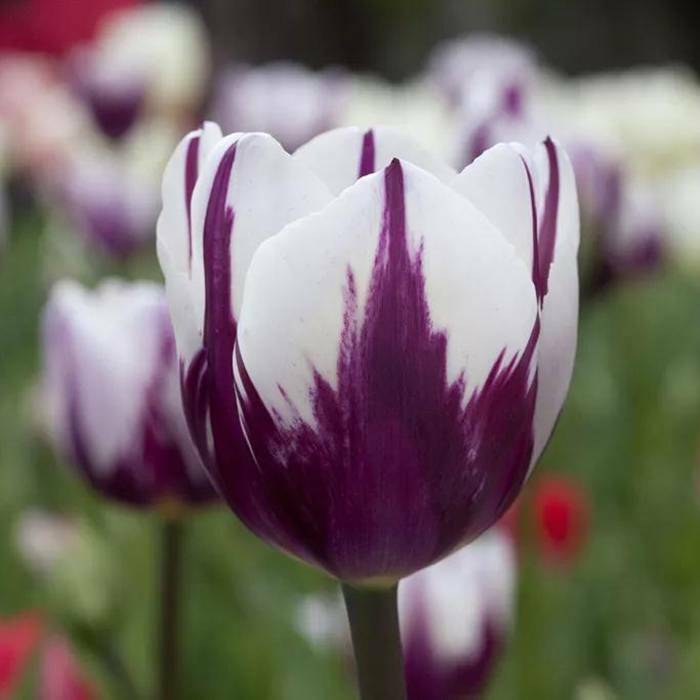 100Pcs Tulip Seeds  Perfume Decor Flower Bonsai Seeds Home Garden Potted Plants