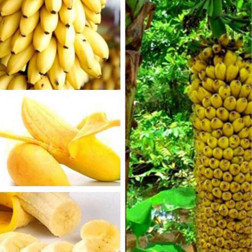 100Pcs/set Dwarf Banana Tree Seeds Mini Bonsai Plant Exotic Rare Fruits Garden