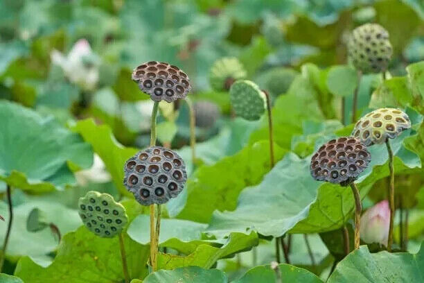 10 Lotus Flower Seeds Gorgeous Nelumbo Aquatic Plants Water Lily