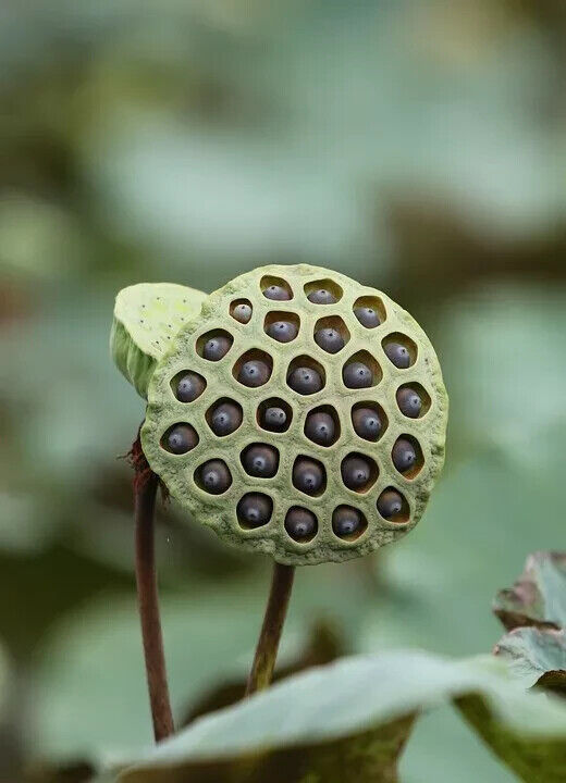 10 Lotus Flower Seeds Gorgeous Nelumbo Aquatic Plants Water Lily