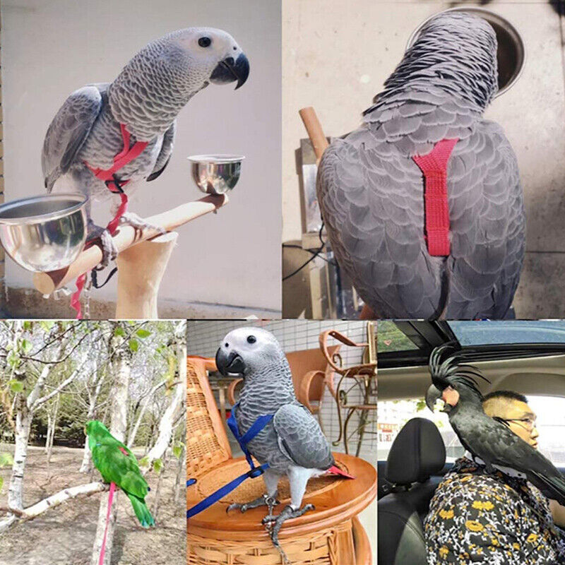 Pet Parrot Bird Harness Lead Leash Flying Training Rope Cockatiel Outdoor