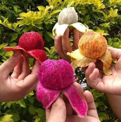 Pitaya Seed 200 Mixed Color Pitaya Seeds Dragon Fruit Organic Fruit Heirloom