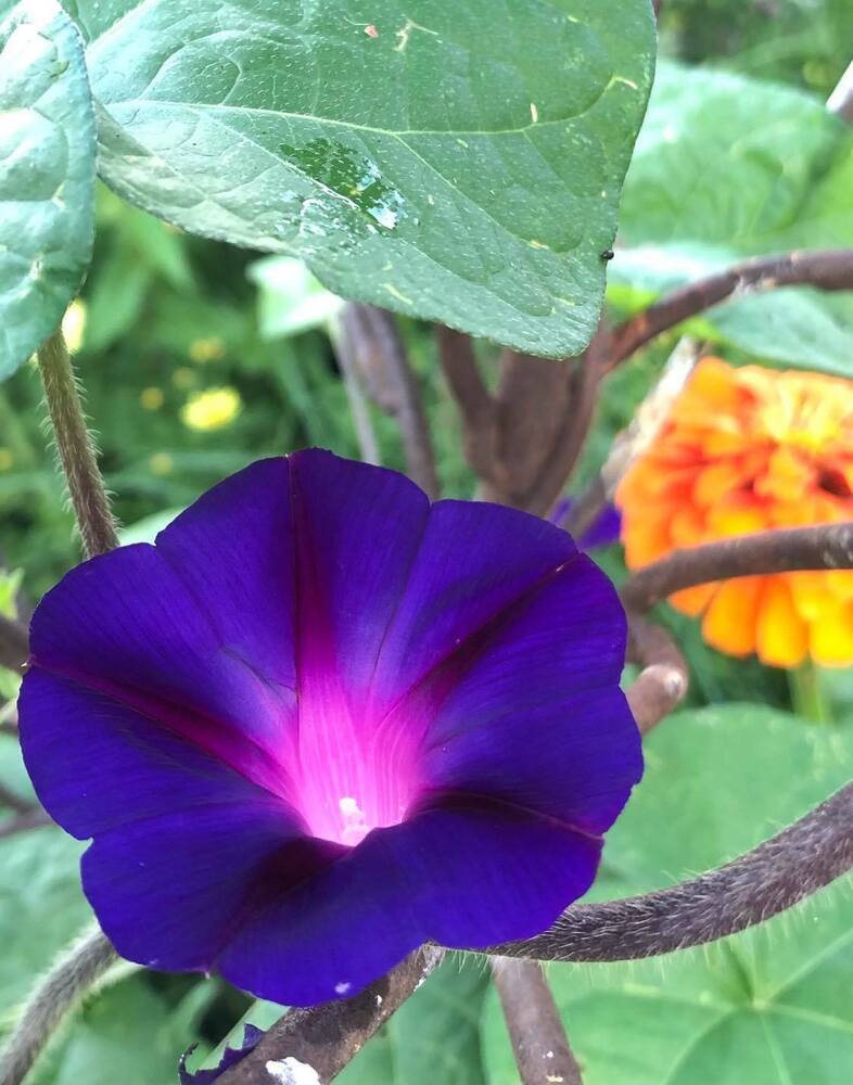 Morning Glory KNOWLIANS BLACK Rare Vine Hummingbirds Love Non-GMO 25 Seeds.