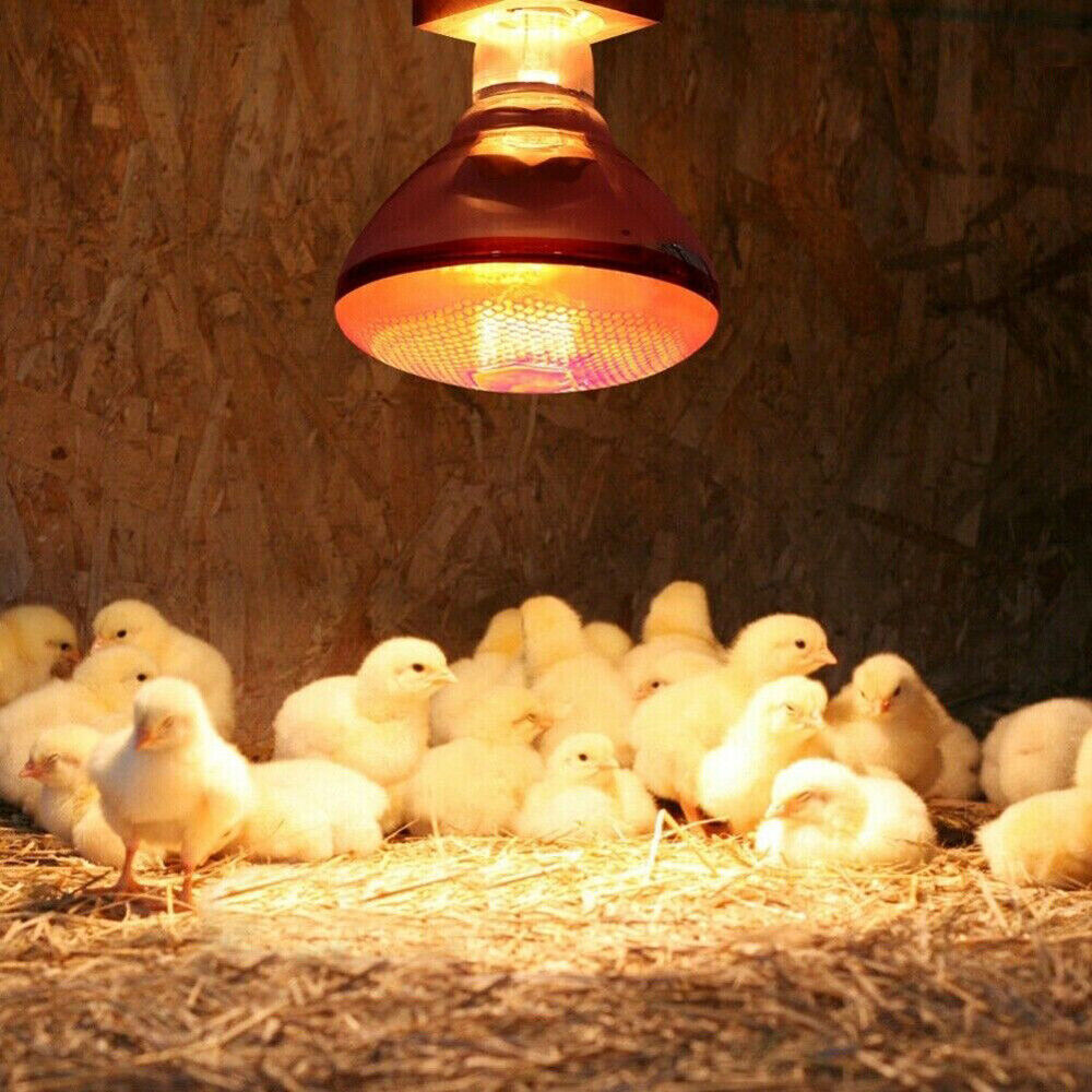 Infrared Poultry Heat Incubator Lamp Infra Light Bulb for Brooder Chicks 240V