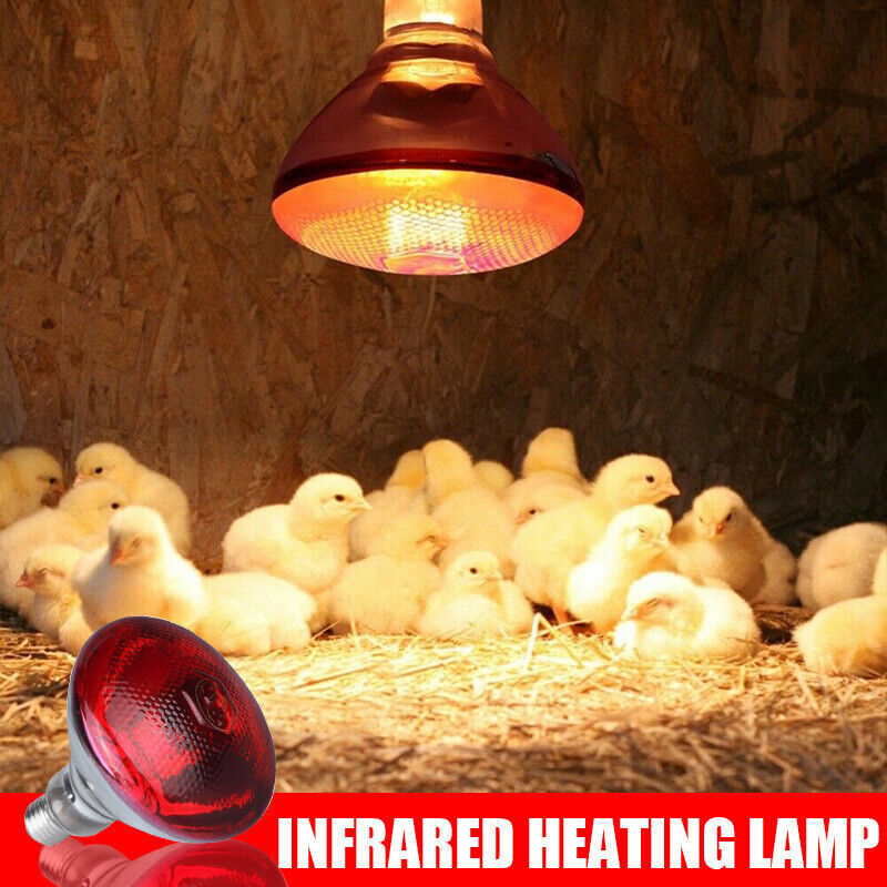 Infrared Poultry Heat Incubator Lamp Infra Light Bulb for Brooder Chicks 240V