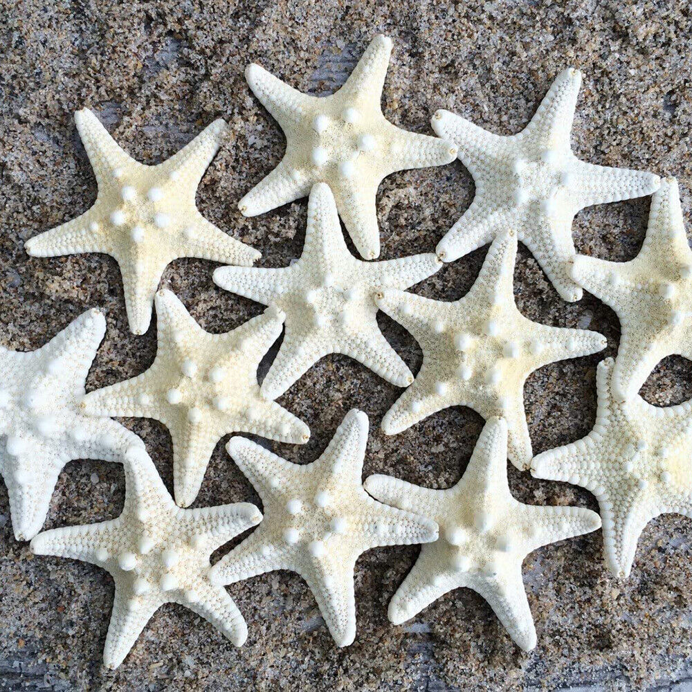 10Pcs Dried Starfish Beach Craft Wedding Party Home Decor Hanging Ornaments