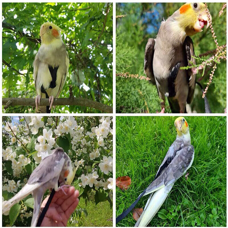 Pet Parrot Bird Harness Lead Leash Flying Training Rope Cockatiel Outdoor