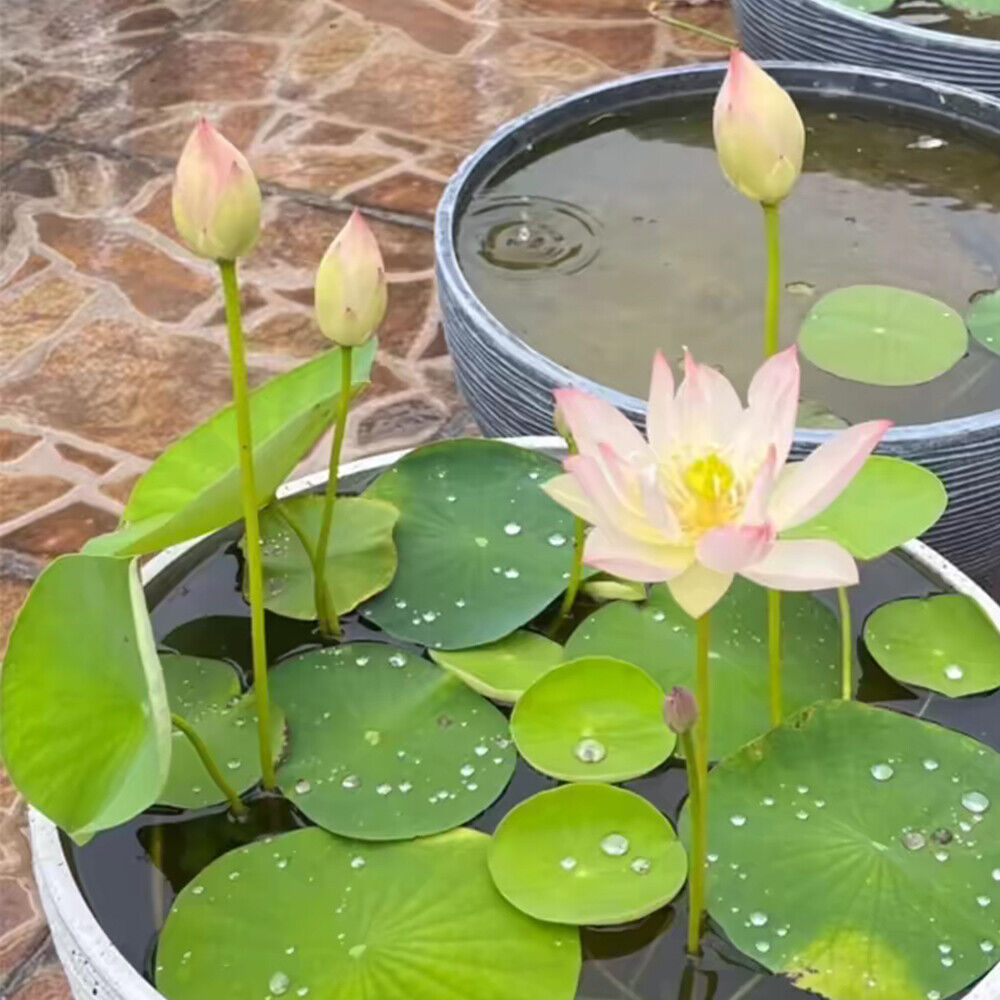 30 PCS Seeds Lotus Seeds Hydroponic Plants Water Lily Seeds Potted Plants