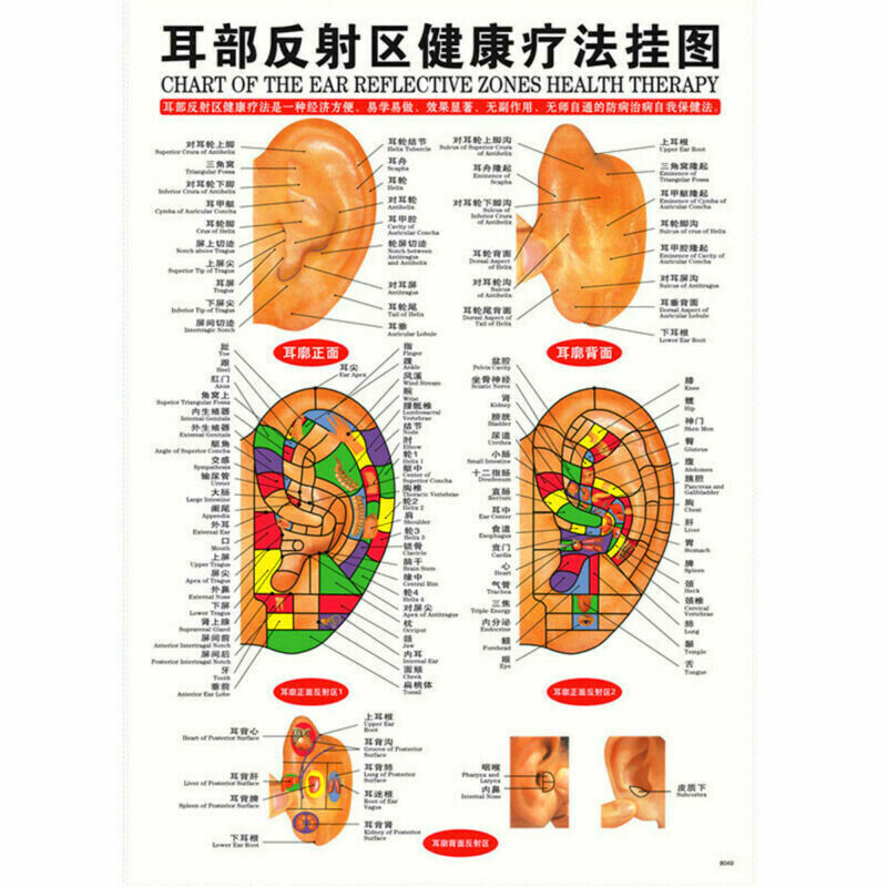 Whole body English Acupuncture Meridian Acupressure Points Poster Chart Wall Map