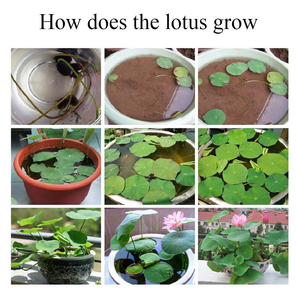 30 PCS Seeds Lotus Seeds Hydroponic Plants Water Lily Seeds Potted Plants