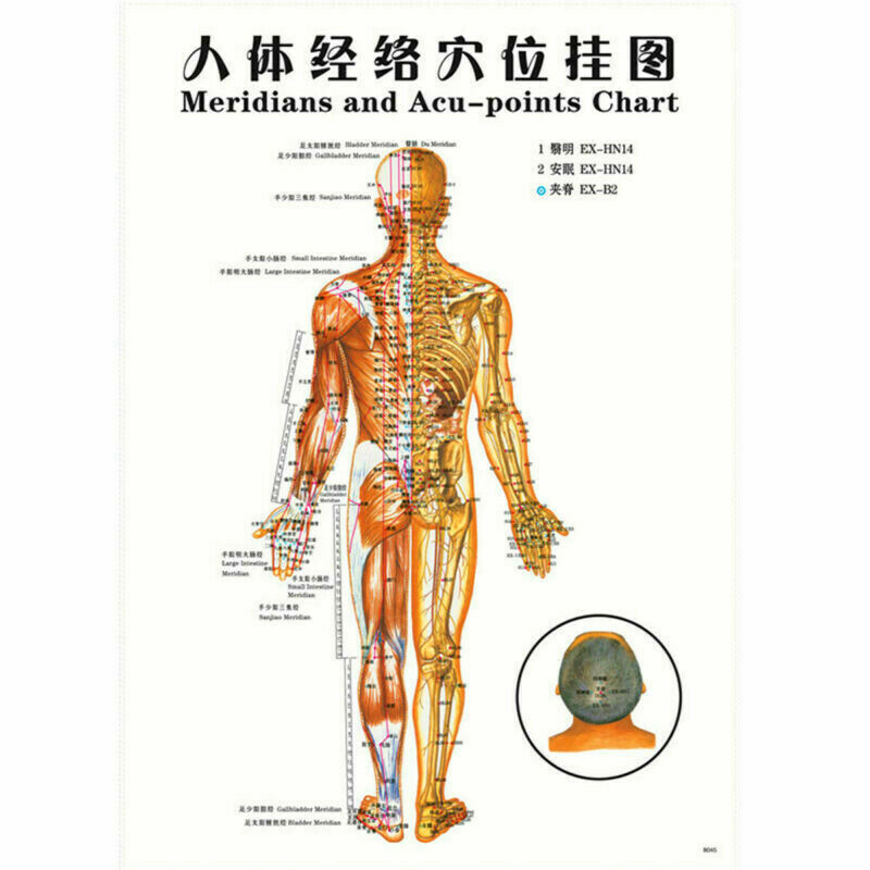 Whole body English Acupuncture Meridian Acupressure Points Poster Chart Wall Map