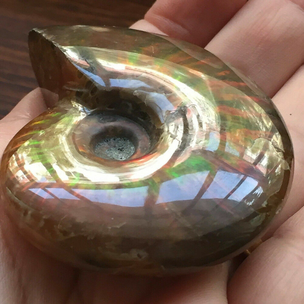 Iridescent Ammonite Natural Ammolite Facet Specimen Fossil Madagascar NEW