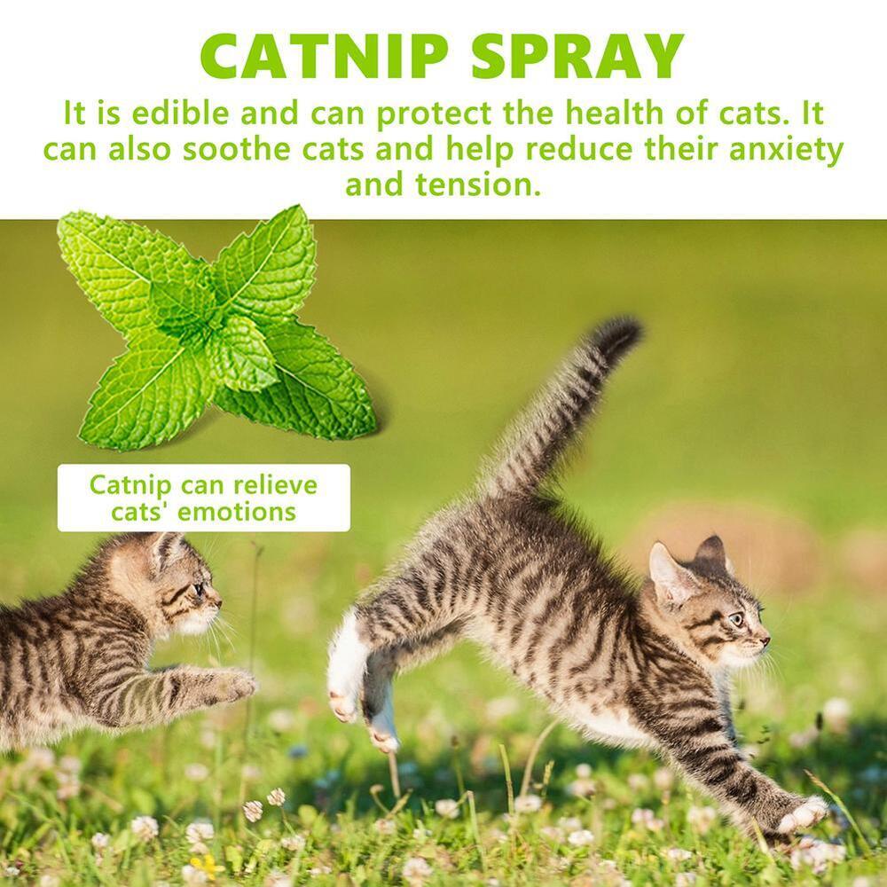 Herbal Cat Joy, Catnip Spray for Cats, Catnip Spray for Indoor Cats 2024