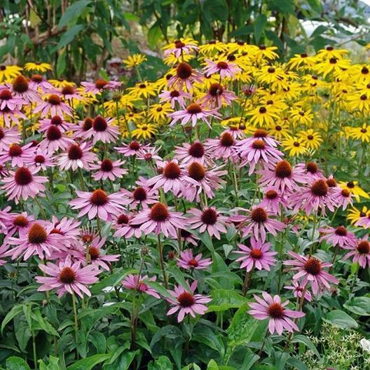 PURPLE CONEFLOWER Echinacea Perennial Pollinator Cut Flowers Non-GMO 200 Seeds!