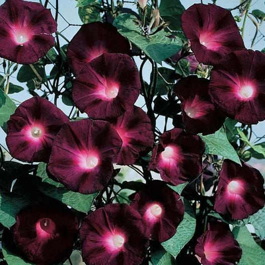 Morning Glory KNOWLIANS BLACK Rare Vine Hummingbirds Love Non-GMO 25 Seeds.