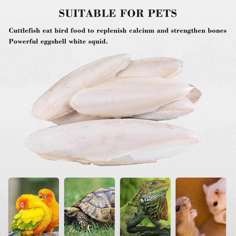 1 bag Cuttlebone Cuttlefish Bone Sepia Cuttle Fish Food Pickstone Bird S4O6
