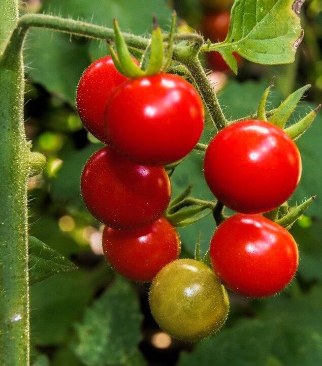 TOMATO 'Cherry Cocktail' 30+ seeds tiny fruit sweet vegetable garden cherry mini