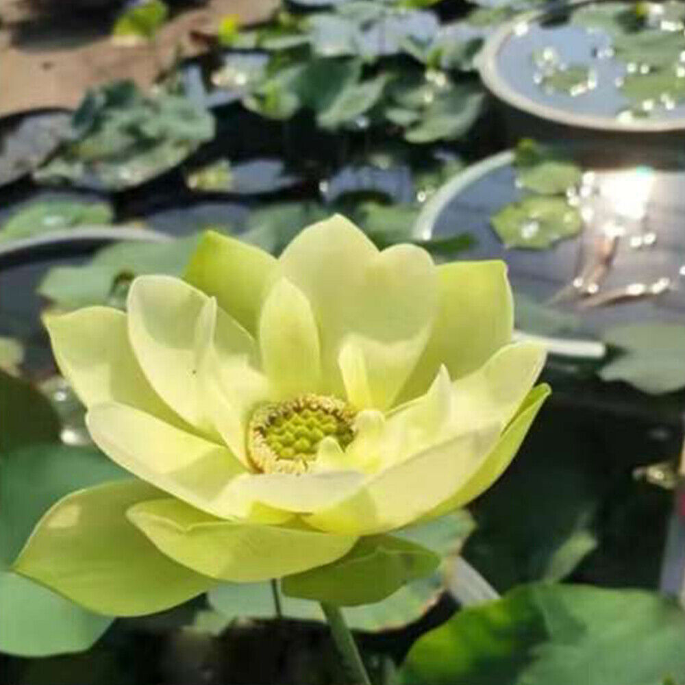 30 PCS Seeds Lotus Seeds Hydroponic Plants Water Lily Seeds Potted Plants