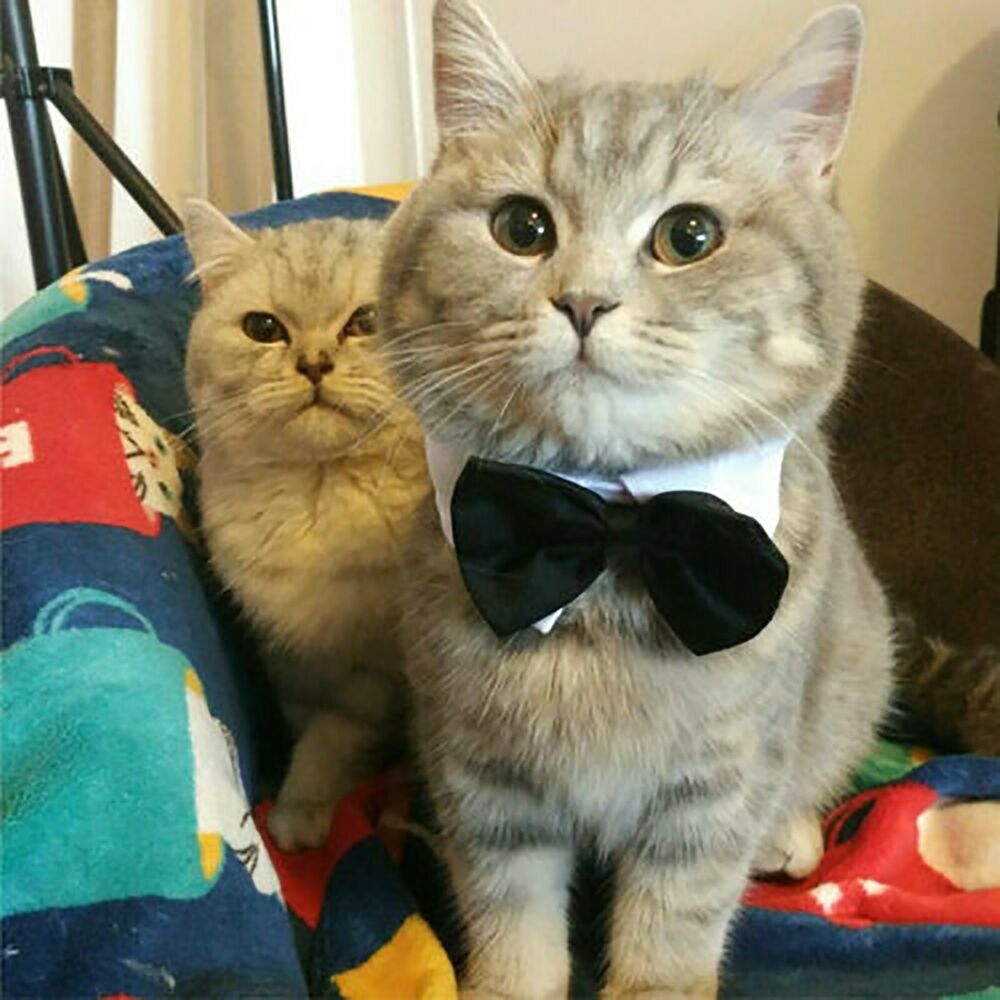 Pet Dog Cat Pet Bowtie Collar Necktie Neck tie Wedding Tuxedo Bow Tie Party