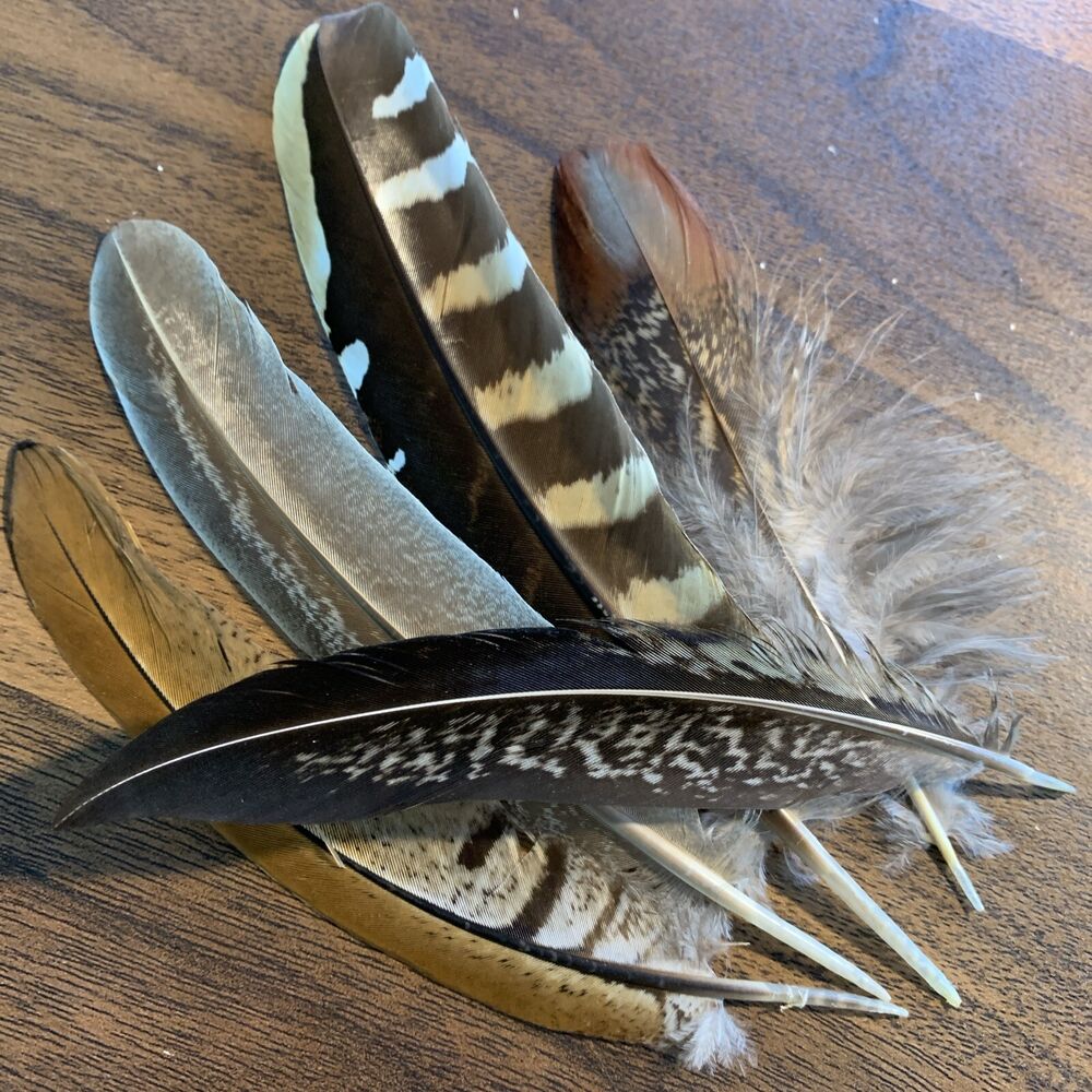 5pcs Natural 13-18cm Mixed Pheasant Feathers Home Decor Vase DIY Art Craft