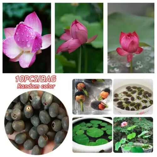 10 Lotus Flower Seeds Gorgeous Nelumbo Aquatic Plants Water Lily