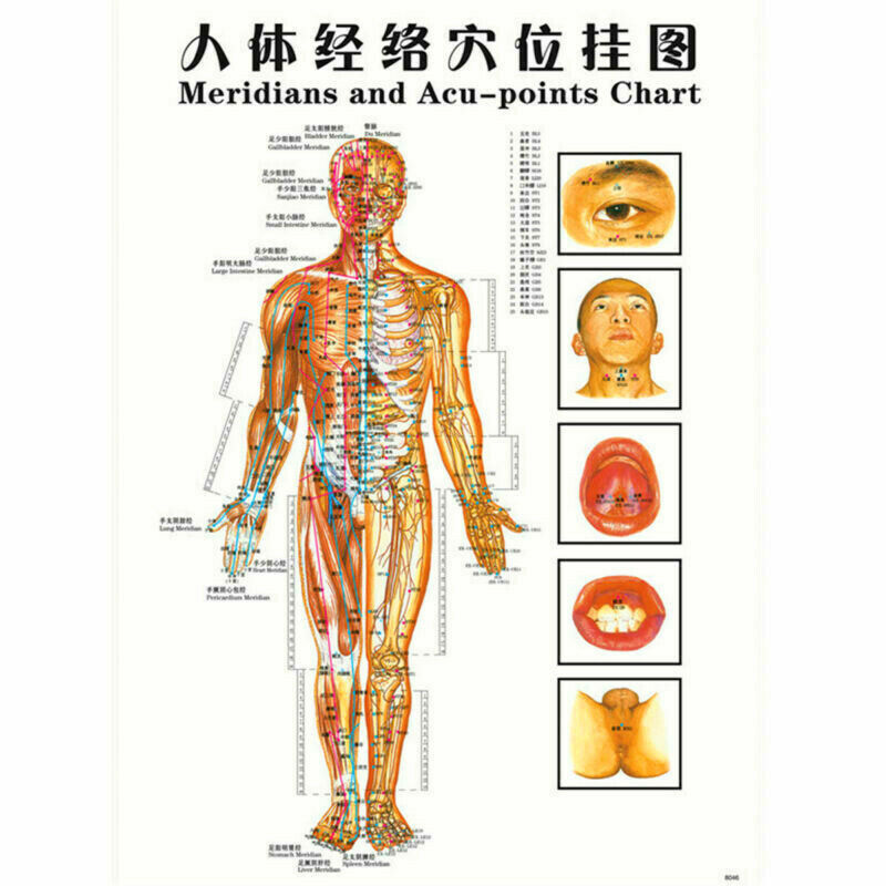 Whole body English Acupuncture Meridian Acupressure Points Poster Chart Wall Map