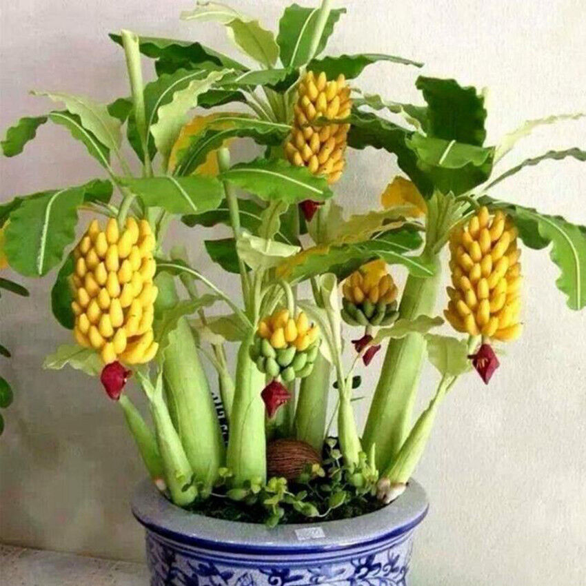 100Pcs/set Dwarf Banana Tree Seeds Mini Bonsai Plant Exotic Rare Fruits Garden