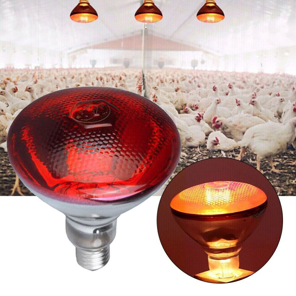 Infrared Poultry Heat Incubator Lamp Infra Light Bulb for Brooder Chicks 240V