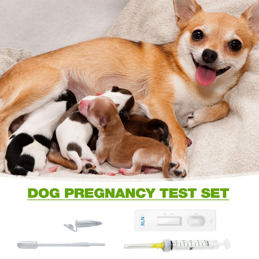 4Pcs/Set Canine Early Pregnancy Detection Test Strips Kits for Dog, Medical Kits