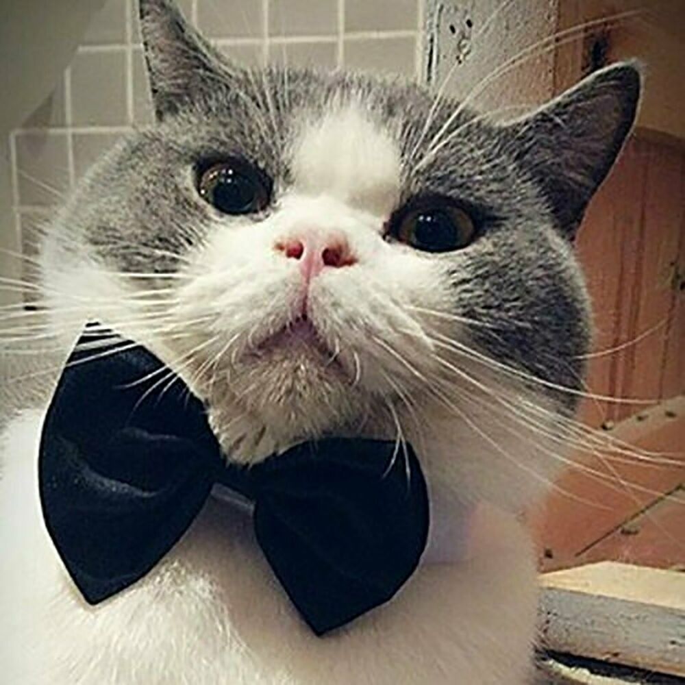 Pet Dog Cat Pet Bowtie Collar Necktie Neck tie Wedding Tuxedo Bow Tie Party